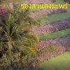 ขายที่ดิน 3.5ไร่ ซ.บางกรวย-ไทรน้อย 26 ถ.นครอินทร์ เงียบสงบใกล้ กทม. โทร 089-777-6685